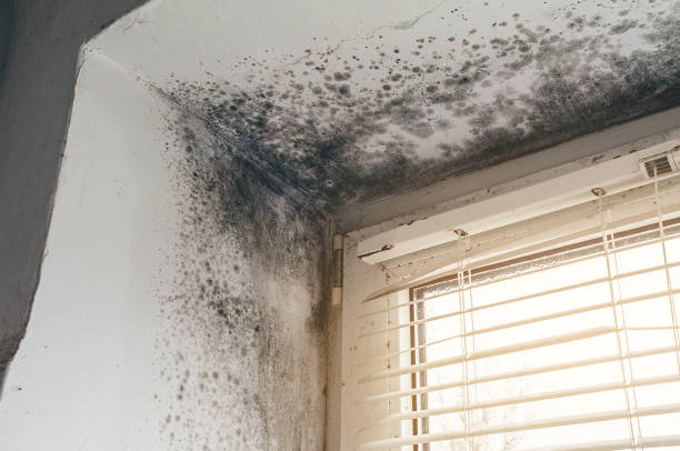 Affordable Hvac And Air Duct Mold Remediation solutions in Gaithersburg, MD